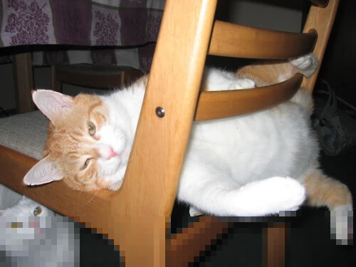 未来方向：Chinese Taipei团队如何加速国际化步伐，china taipei