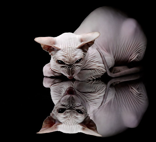 主力球员罚球稳定，进攻终结能力佳，罚球状态